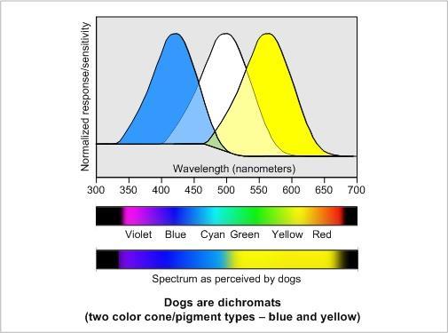 2.2 Spectral Sensitivity of the Eye Dogs (carnivores) with lens eyes Maximal sensitivity at about 420 and 560 nm Dogs are