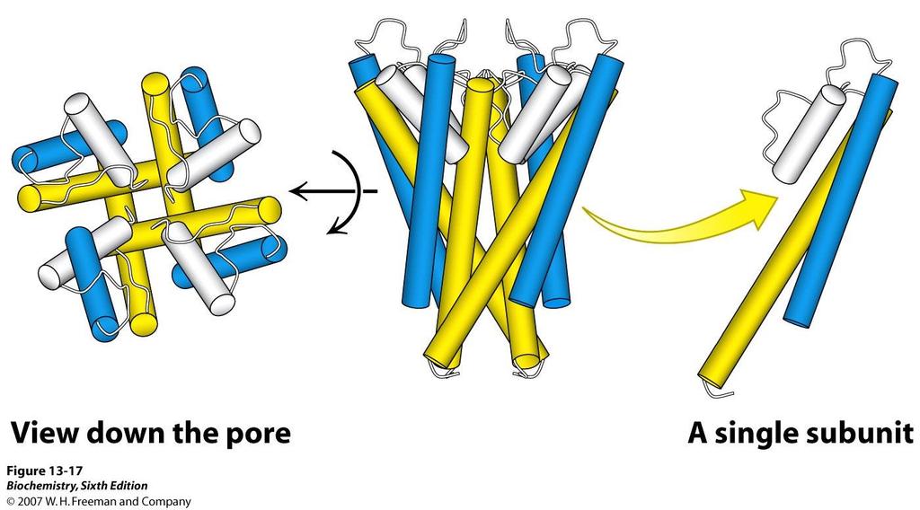 Structure of the potassium