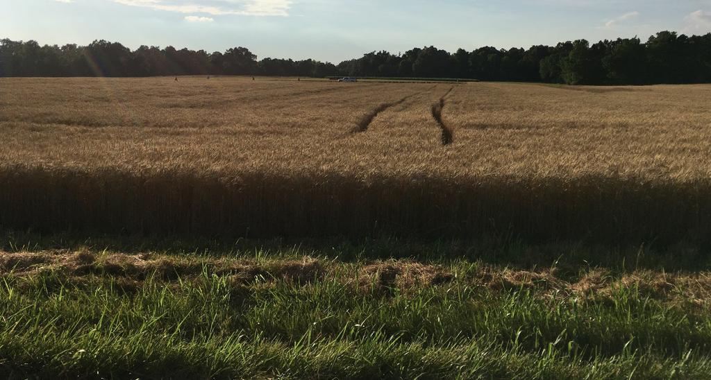 Figure 16. Wheat field at Feekes 11.4/harvest maturity growth stage. Figure 17. Wheat field following harvest.