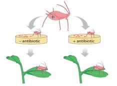 Manipulating aphid symbionts 1.