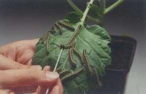 Caterpillar spit: contains elicitors of plant volatiles Mattiacci et al.