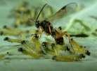 Hyposoter ebeninus Herbivores: Pieris brassicae & Pieris rapae So major effect on