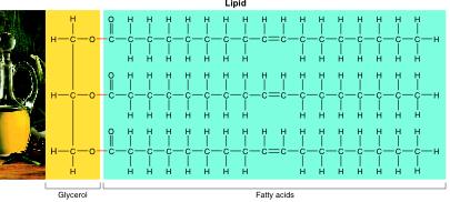 Some lipids are important parts of biological membranes and waterproof coverings.