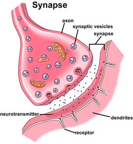 A Synapse - Amount of neurotransmitter in synapse determines weight or strength of