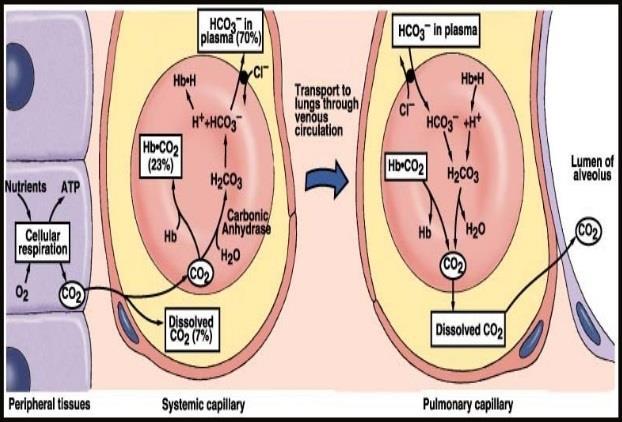 Carbonic acid Metabolism of fats and carbohydrates result in the production of 15-20 mol of CO 2 per day Before elimination by the lungs, most of the CO 2 is taken up by red blood cells, reacting