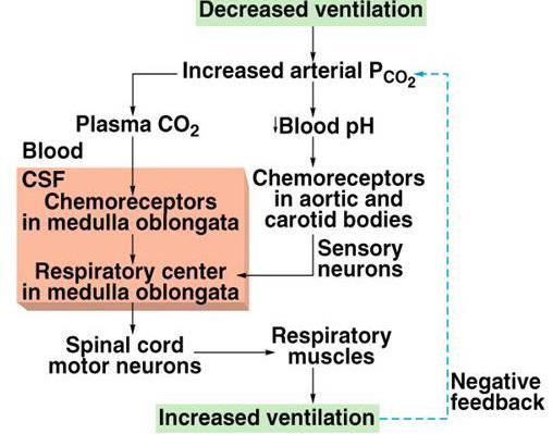 ph and ventilation Chemoreceptors: Peripheral