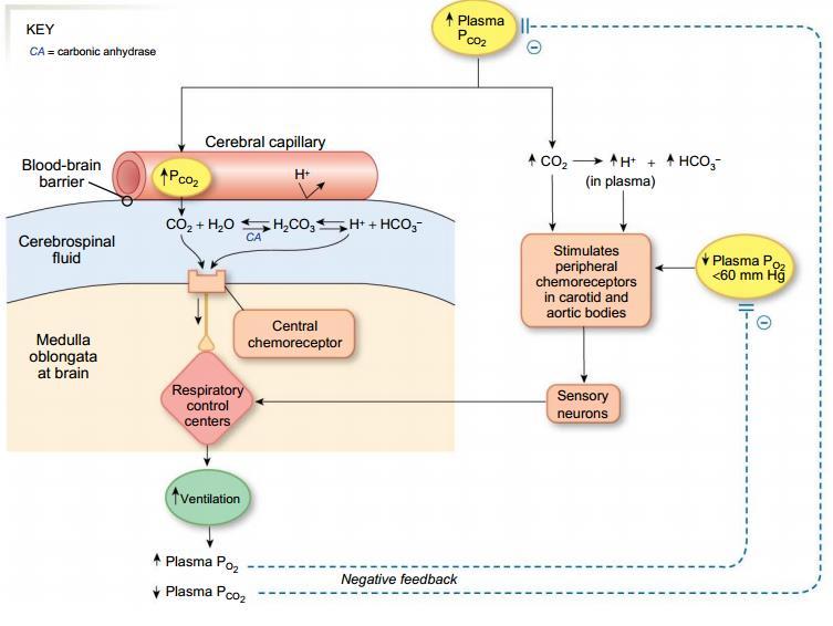 ph and ventilation Low ph hyperventilation (ventilation increases 4-5 x when ph is 7) High ph hypoventilation CO2 formed by tissue metabolism is eliminated through respiration CO2