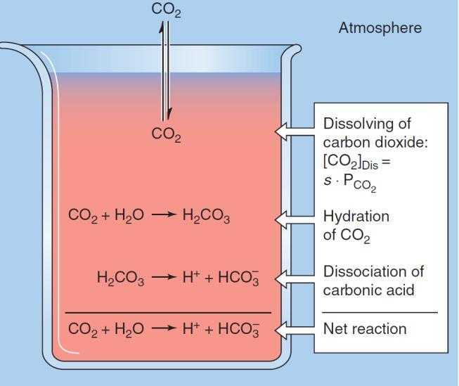 Henderson-Hasselbalch equation: ph depends on the ratio [CO2]/[HCO3-] The most important physiological buffer pair is CO2 and HCO3.