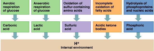 Acid load - fixed versus volatile acid FIXED = NON VOLATILE Dietary acids Daily production of acids= 50-100 meq of H+- under physiological conditions - from cell metabolism Fixed acids from