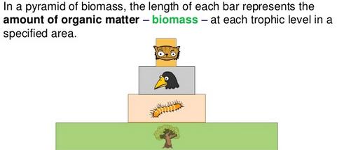 Biomass Pyramid & Energy Pyramid Biomass Pyramid syn: amount of mass ant: amount
