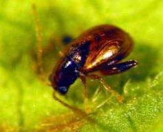 Longitarsus bethae Root-feeding beetle Disrupts uptake of