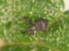 Coelocephalapion camarae Petiole-galling beetle