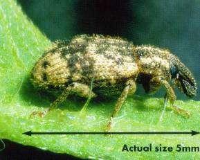 Listronotus setosipennis Stem-boring weevil