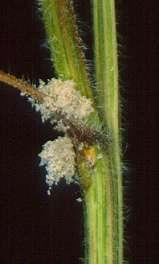 moth Larvae feed on