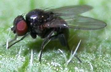 Ophiomyia camarae Leaf-mining fly Ex Florida