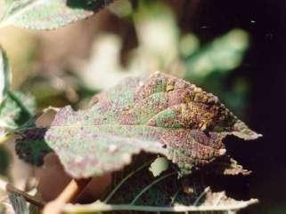 Prospodium tuberculatum Leaf rust Ex