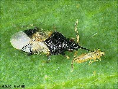 Lygaeidae Anthocoridae