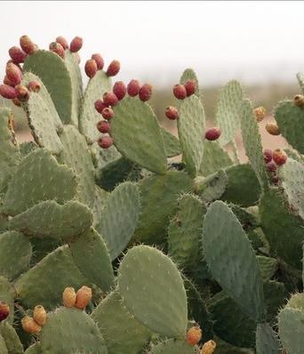 Success and Failures in Biological control Programs Success Prickly pear