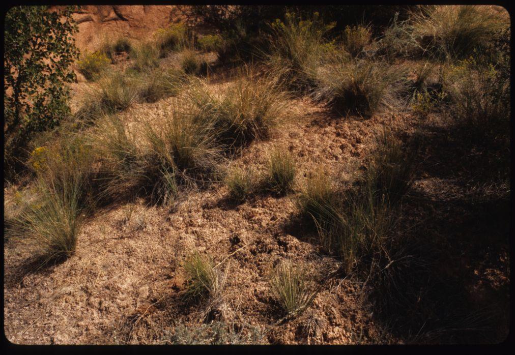 Changes competitive outcomes between plant species a) edible species are generally at a disadvantage (Utah bunch grasses) b)