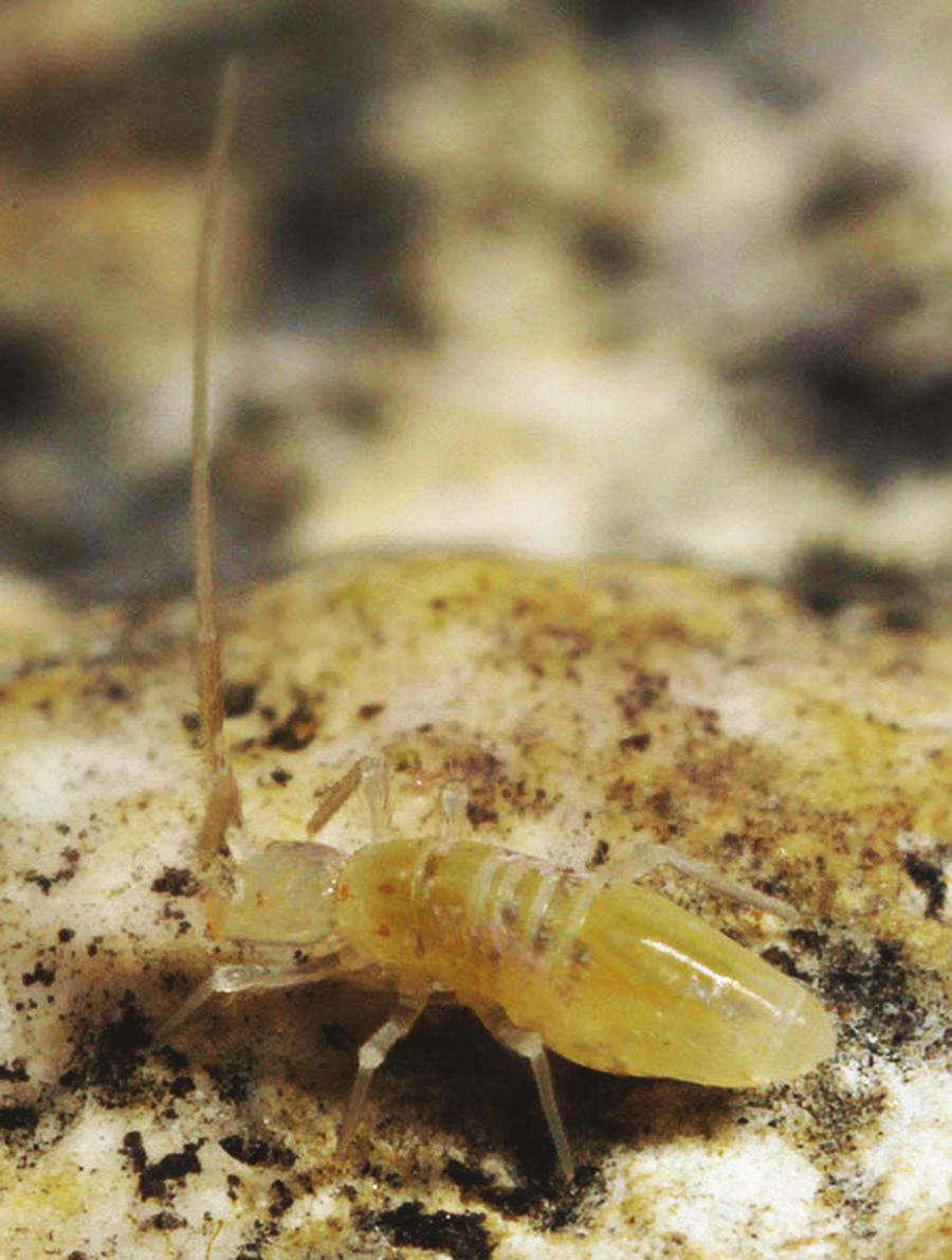 48 Felipe N. Soto-Adames & Steven J. Taylor / ZooKeys 323: 35 74 (2013) Figure 24. Trogolaphysa jacobyi sp. n. habitus, photographed in Yok Balum Cave. Scale distribution.