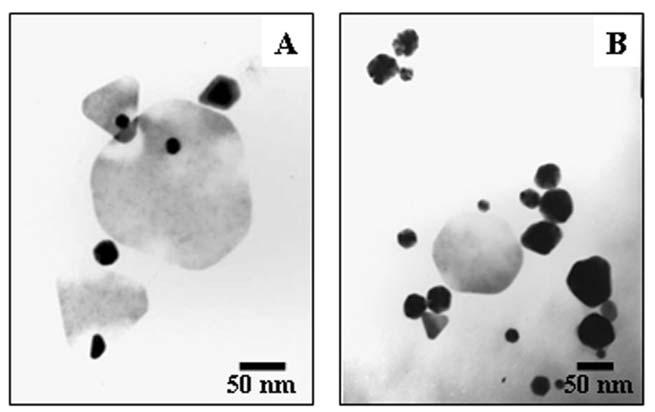 In an earlier study, we had demonstrated that the fungus Fusarium oxysporum, when exposed to aqueous solution of chloroauric acid, resulted in extra-cellular formation of polydisperse gold