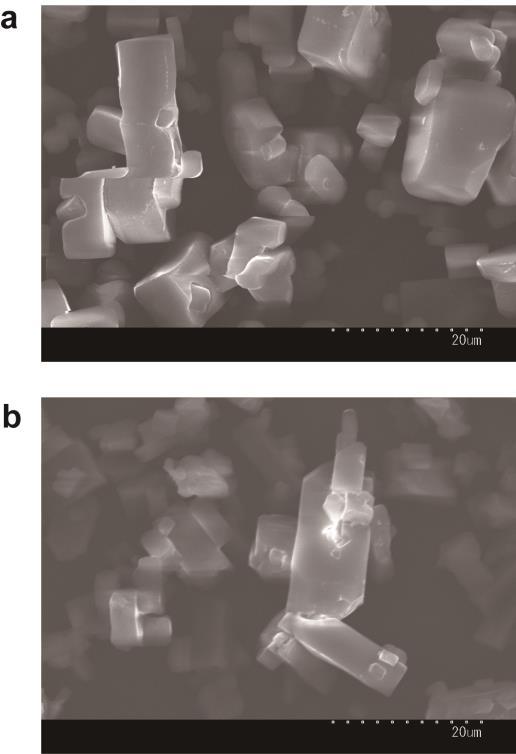 Supplementary Figure 12. SEM images of (a) 1 PSt/PAN and (b) polymer blend isolated from 1 PSt/PAN.