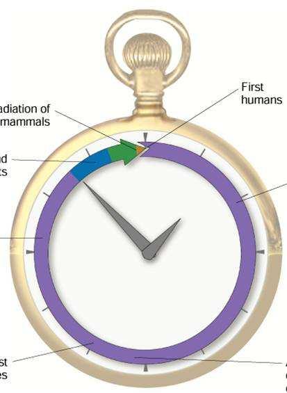 Geologic Time Scale Clock Model of Earth s History Radiation of mammals First humans First land plants First prokaryotes First