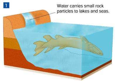 How Fossils Form Fossil Formation Water carries