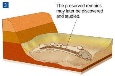 How Fossils Form The preserved remains