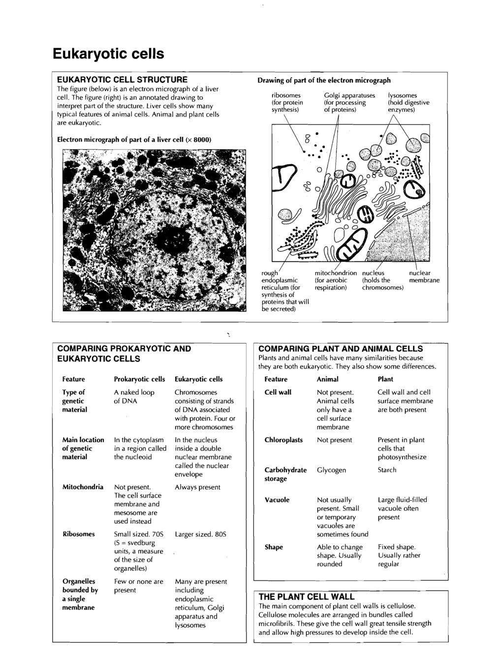Eukaryotic cells EUKARYOTIC CELL STRUCTURE The figure (below) is an electron micrograph of a liver cell. The figure (right) is an annotated drawing to interpret part of the structure.