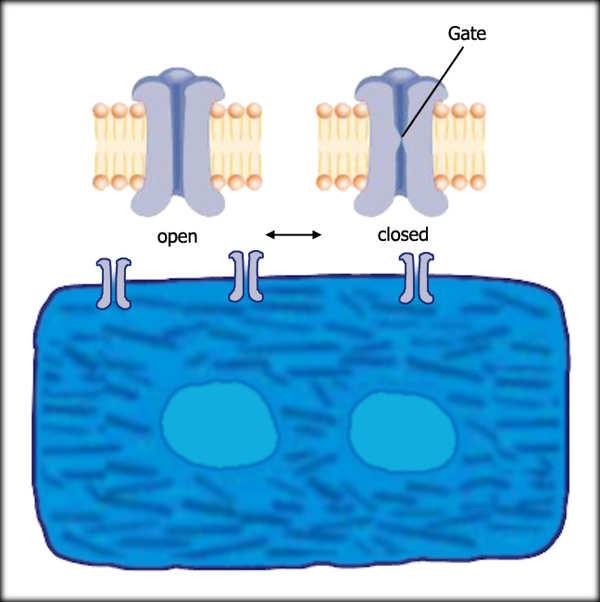 transmembrane ion Ion channels pumps potential -85 mv