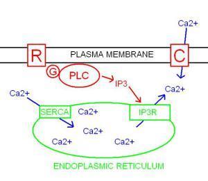 Calcium channel Sarcoplasmic Reticulum