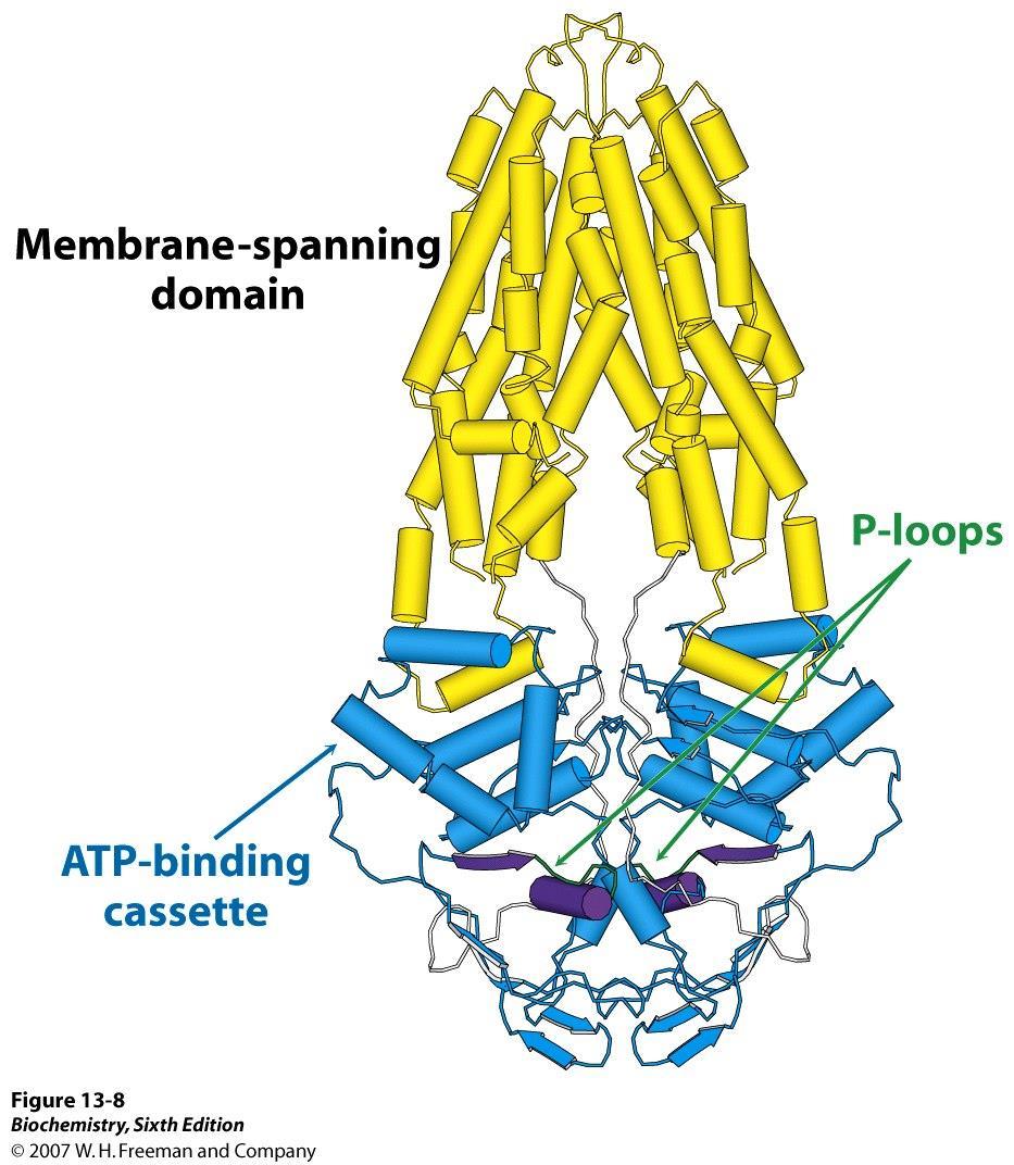 Vibrio cholerae lipid transporter an ABC transporter Dimer of 62 kda chains; N