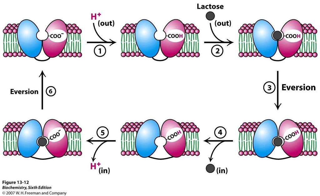 [H + ] Lactose permease mechanism [H + ] Glu 269 is the likely