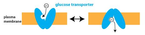 Expression & metabolic activity e.g. glucose metabolism.
