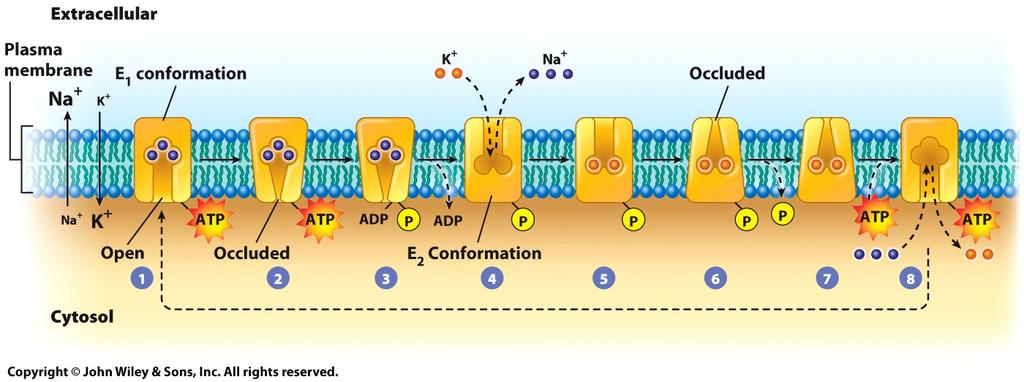 Movement of Substances Across Cell Membranes Coupling Active Transport to ATP Hydrolysis The Na + /K + ATPase (sodium-potassium pump) moves K + inside/na + outside, and is inhibited by