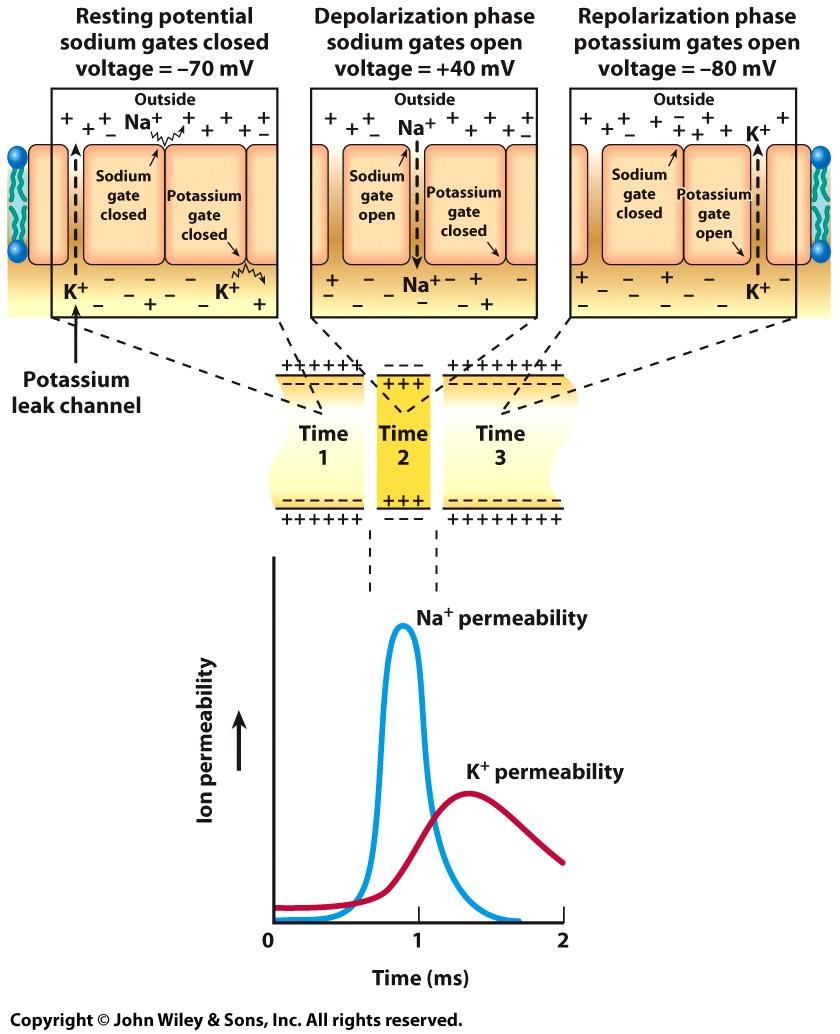 Membrane PotenQals and Nerve Impulses The Action Potential (AP) When cells are stimulated, voltage-gated Na + channels open, triggering the AP.