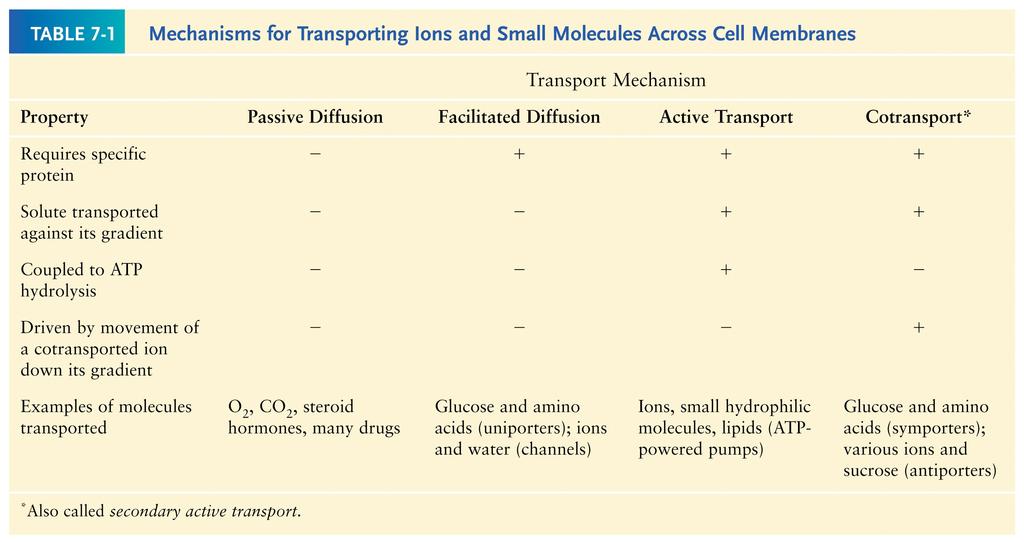 Cellular uptake of glucose mediated by GLUT proteins exhibit simple enzyme kinetics and greatly exceeds the calculated rate of glucose entry solely by passive diffusion The initial transport rate for