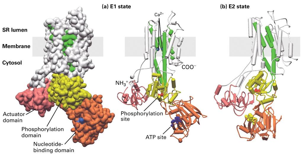 Structure of the catalytic alpha subunit of the muscle Ca 2+ ATPase Operational model of the Na + /K + ATPase in the plasma membrane (a) 3-D models of the protein in the E1 state based on the