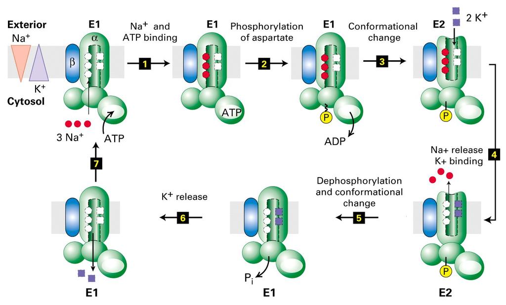 There are 10 transmembrane alpha helices, 4 of which (green) contain residues that site-specific mutagenesis studies have identifies as participating in Ca 2+ binding.