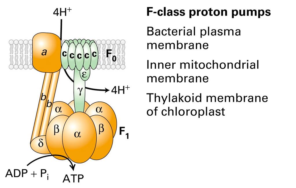 The 4 classes of ATP-powered transport proteins - (3) The 4 classes of ATP-powered transport proteins - (4) change of?