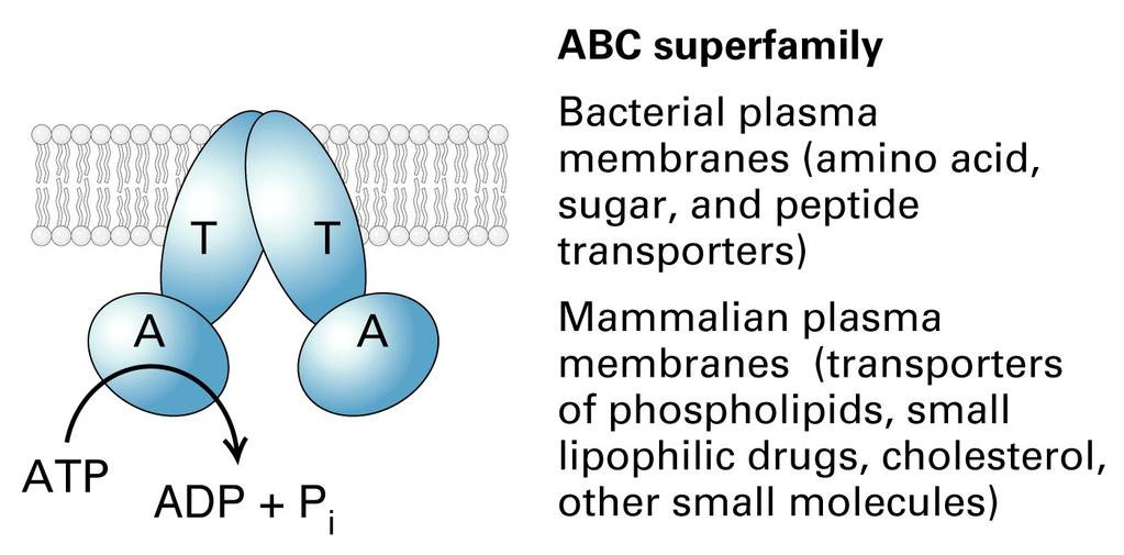 V/F-class structures are similar and contain similar proteins, but none of their subunits are related to the P-class pumps.