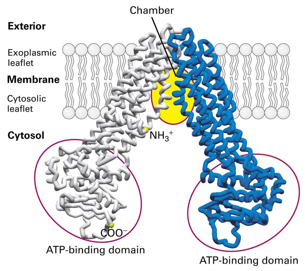 All members of the large ABC superfamily of proteins contain 2 transmembrane (T) domains and 2 cytosolic ATP-binding (A) domains, which couple ATP hydrolysis to solute movement.