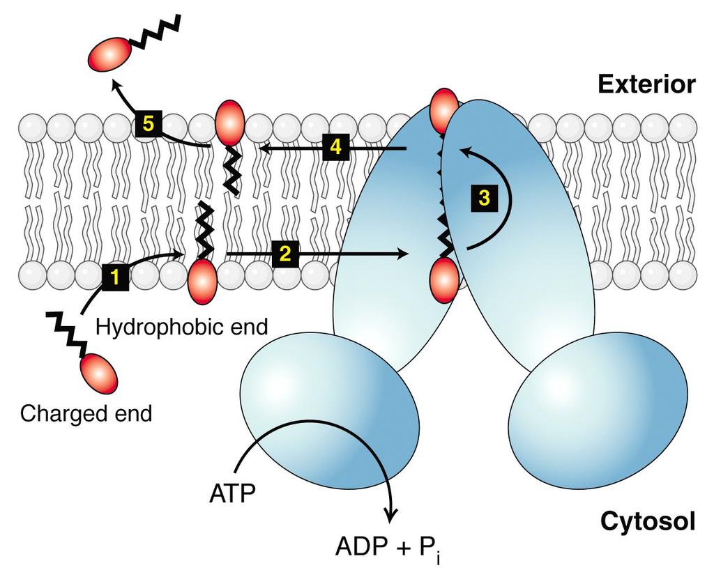 coli lipid flippase, an ABC protein homologous to mammalian MDR1 Flippase model of transport by MDR1 and similar ABC proteins The V-shaped protein encloses a chamber within the bilayer where it is