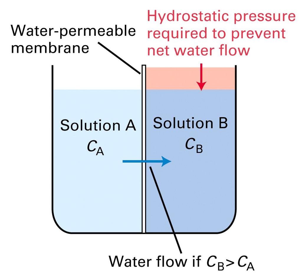 Movement of water - Osmotic Pressure Generation of a transmembrane electric potential (voltage) depends on the selective movement of ions across a semipermeable membrane (a) Solution A and B are