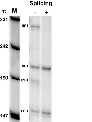RNA transcribed by RNA LS 31 is