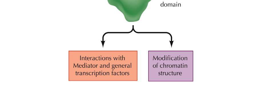 Activation domains stimulate transcription by two mechanisms: Interact with