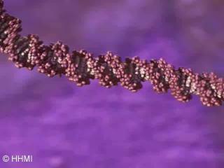 DNA organiza.