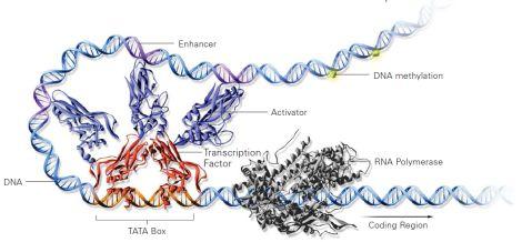 Transcrip.on complex Transcrip.on factor binding is required to form the transcrip.on complexes.