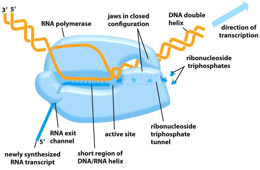 RNA polymerase RNA polymerase moves along the gene, unwinds the DNA double helix and makes a